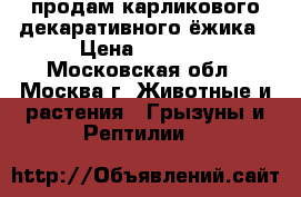 продам карликового декаративного ёжика › Цена ­ 3 000 - Московская обл., Москва г. Животные и растения » Грызуны и Рептилии   